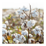 Beaute Cotton Pad Set - Image 6